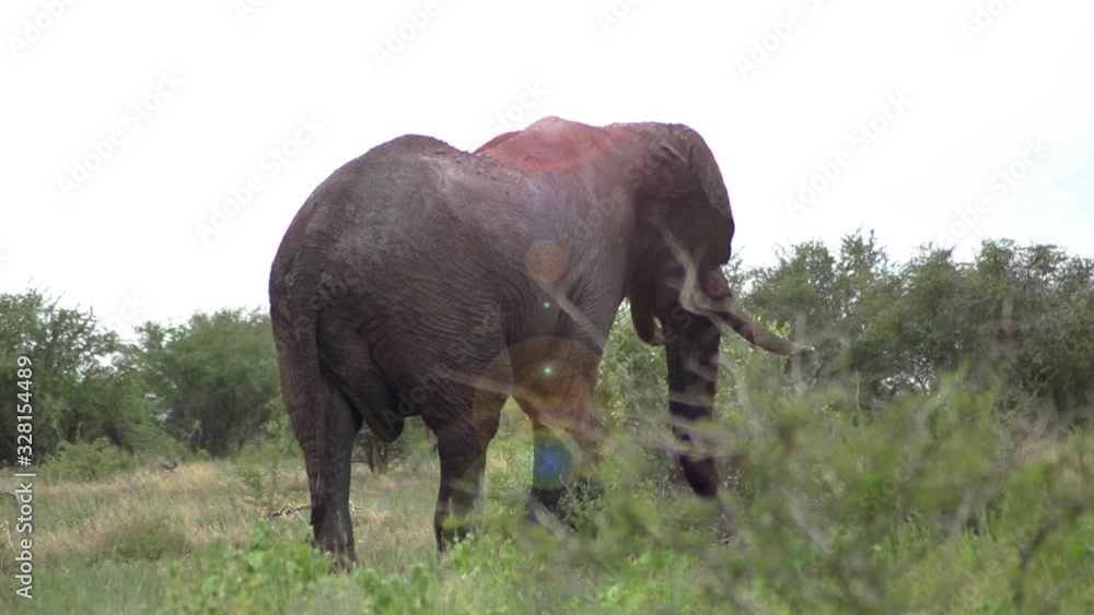 Solitary Elephant Bull Walking in Grassy Plain Solitary Elephant Bull Walking in Grassy Plain