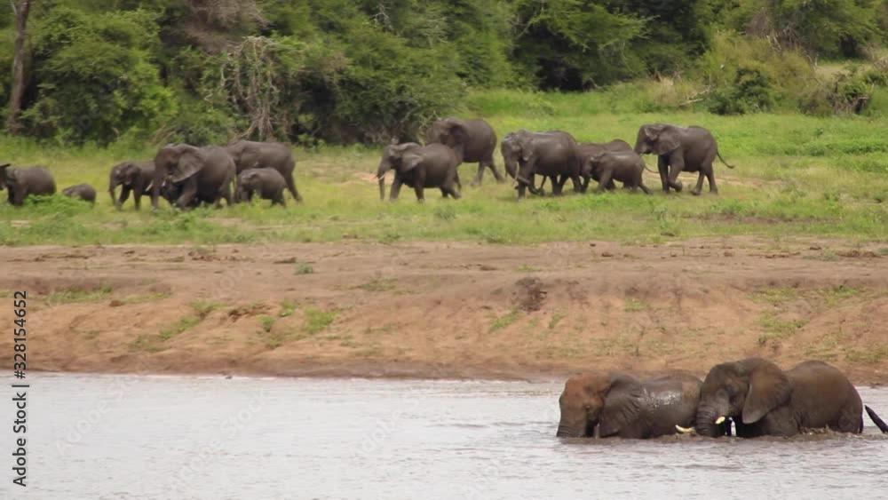 Herd of Elephants Walking Towards River 