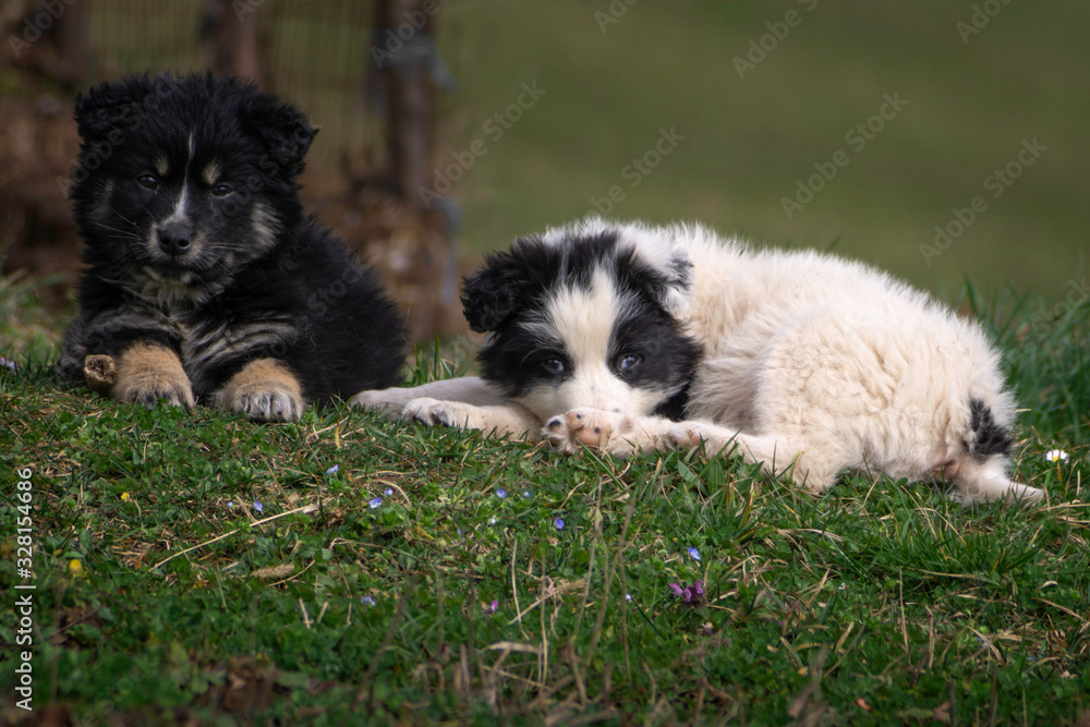 Naklejka premium two puppies on the grass