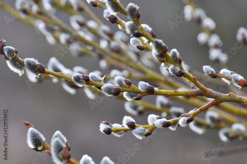 Willow (Salix caprea) branches before flowering photo