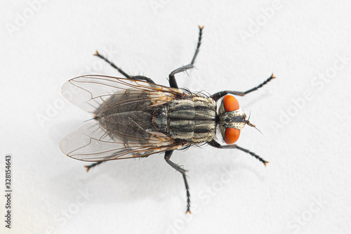 Top view macro shot of fly isolated on white background. Top down view of red eyed insect from above. Focused on wings. Animals and insects concept.