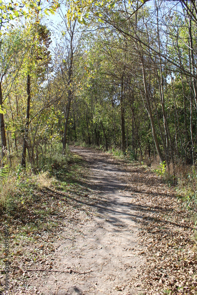 Obraz premium road in the forest