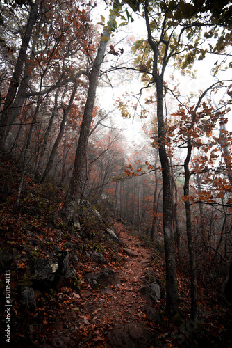 Misty Hiking Trail Path with Colorful Autumn Orange Leaves in Dark Moody Forest