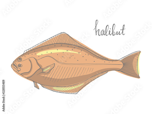 Halibut. Seafood design elements. Seafood / fish menu, poster, label etc. Hand drawn illustration in marker sketch style. Colorful vector illustration.