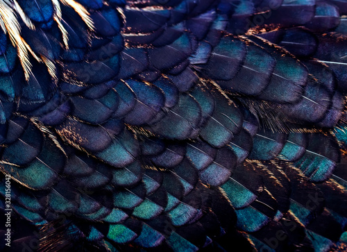 texture background iridescent different shapes of fairy bird feathers in blue...