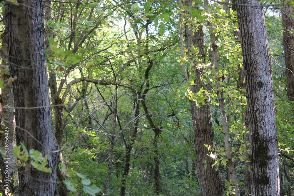 trees in forest trees in forest
