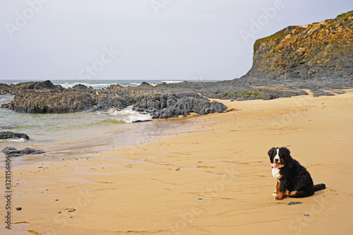 Beach landscape, Bernese Mountain Dog sitting on the sand. Alentejo, Portugal 