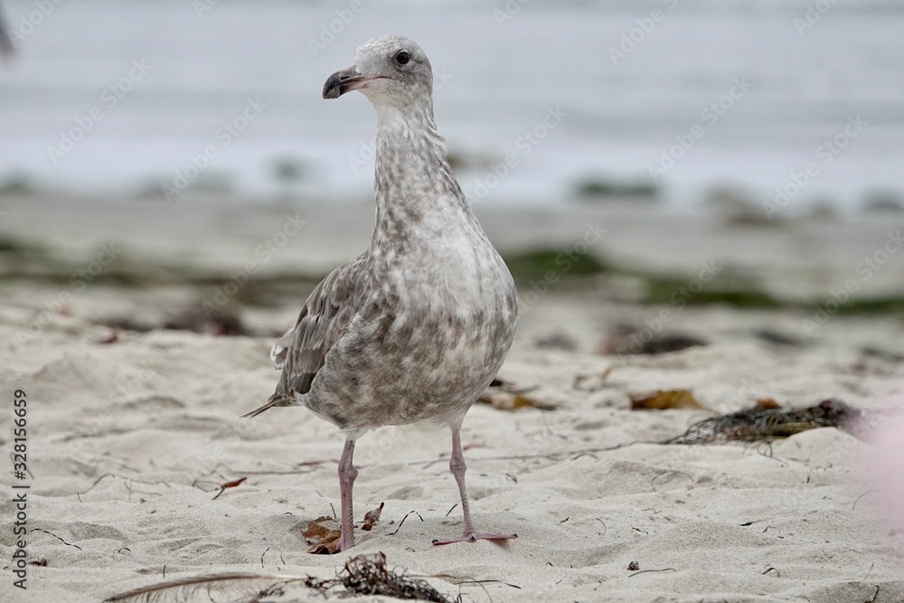 A seagull looks for food on a beach. A seagull looks for food on a beach.