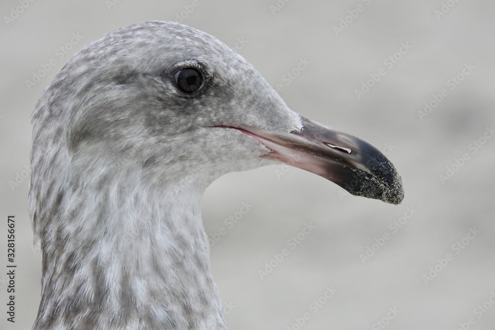 A seagull looks for food on a beach. A seagull looks for food on a beach.