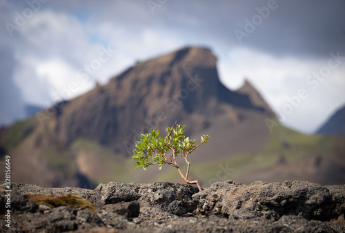 Fotografia Strong tiny tree on the Volcanic landscape
