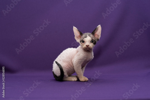Cornish rex kitten