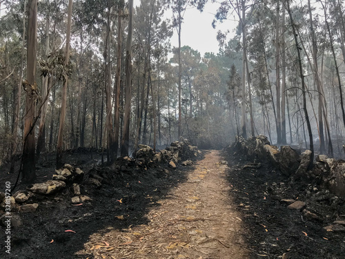 eucalyptus forest in portugal after a fire soil road divides two parts of a burned forest and grass, enviromental damage