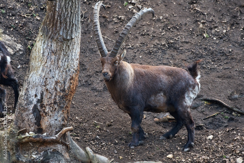 Alpine ibex (Capra ibex) in natural environment, Austria, Europe Alpine ibex (Capra ibex) in natural environment, Austria, Europe