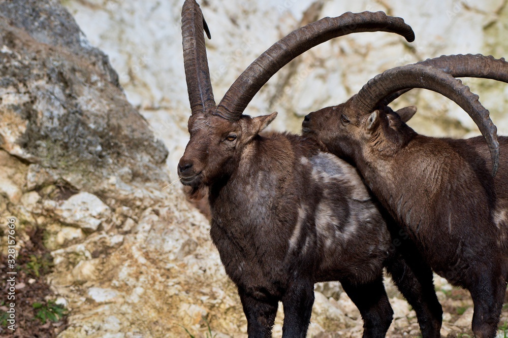 Alpine ibex (Capra ibex) in natural environment, Austria, Europe Alpine ibex (Capra ibex) in natural environment, Austria, Europe