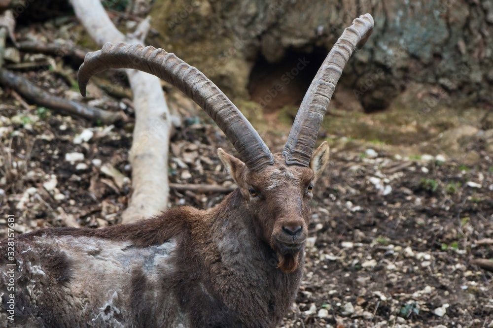 Alpine ibex (Capra ibex) in natural environment, Austria, Europe Alpine ibex (Capra ibex) in natural environment, Austria, Europe