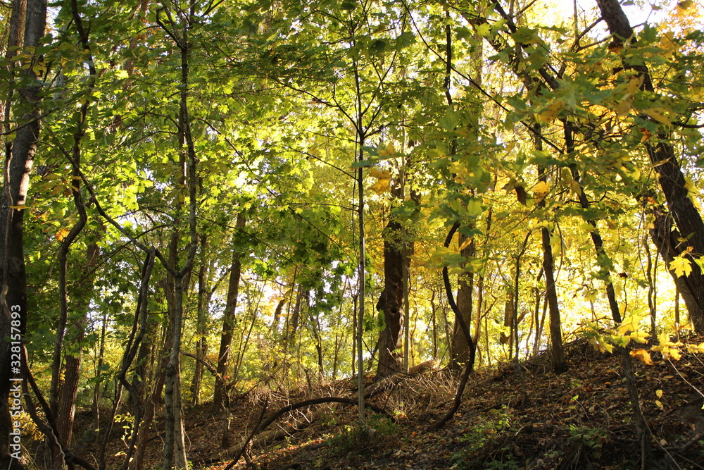 autumn in the forest autumn in the forest
