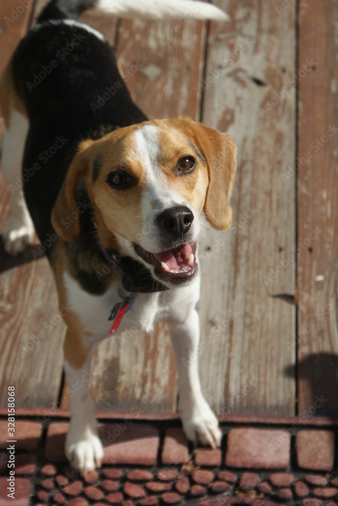 Beagle Beagle