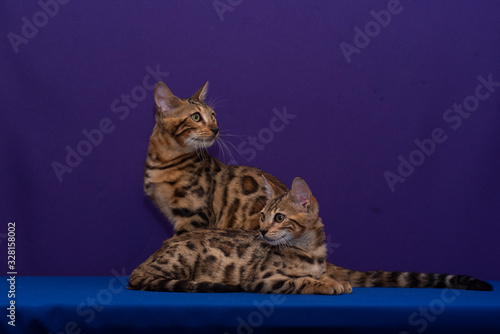 Two Bengal cats
