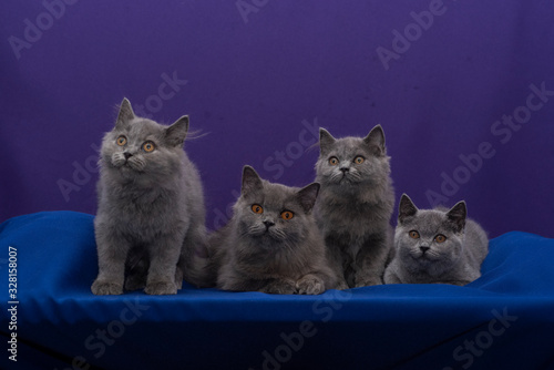 Four british cats