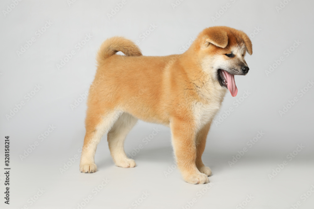 Cute Akita Inu puppy on white background. Baby animal Cute Akita Inu puppy on white background. Baby animal