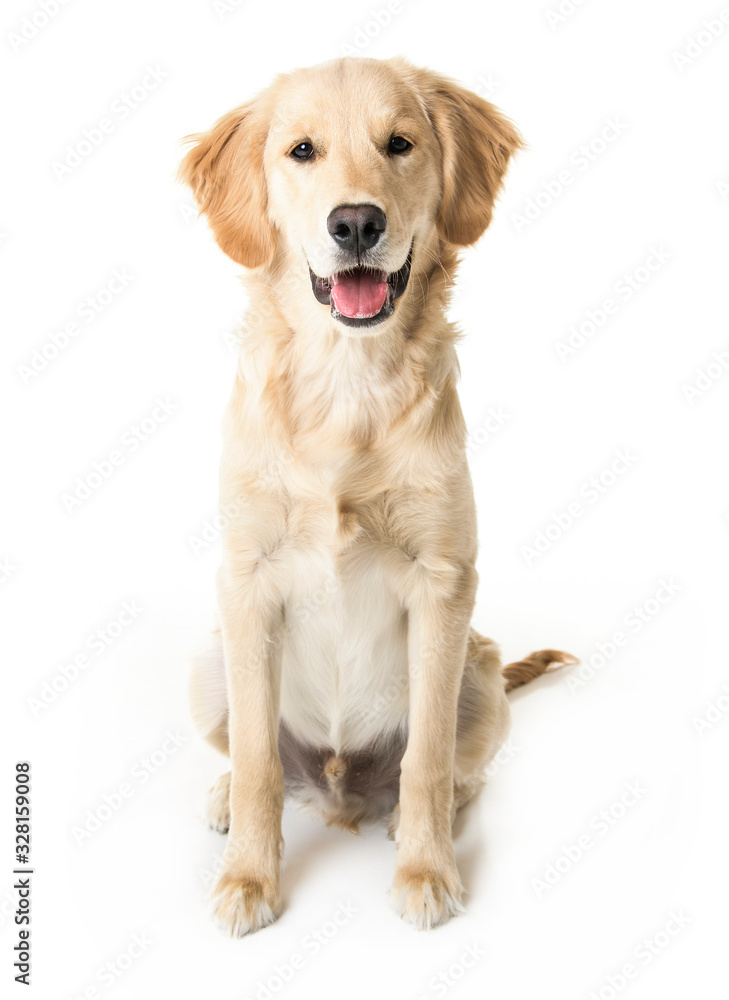 beautiful young Golden Retriever Portrait isolated on white