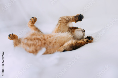 funny abyssinian kitten rolling around indoors on white photo