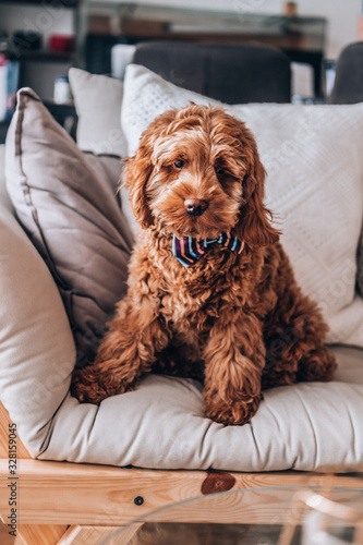 Wallpaper Mural 5 months old Cockapoo red puppy cross breed Torontodigital.ca