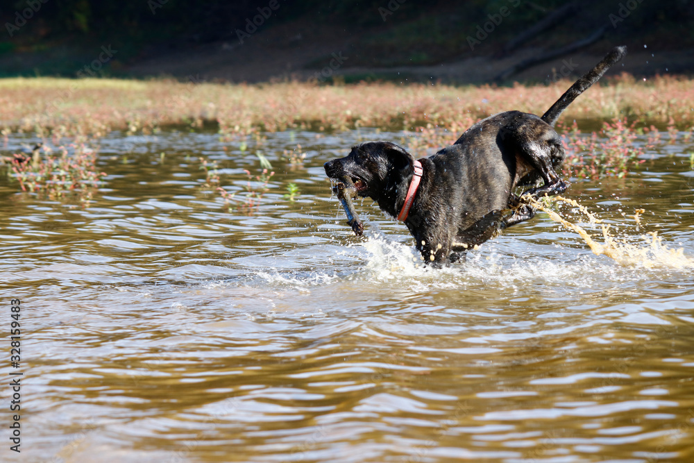 Trying to find the stick thrown in the lake. It has a black color. Taken outdoors on a sunny day. Trying to find the stick thrown in the lake. It has a black color. Taken outdoors on a sunny day.