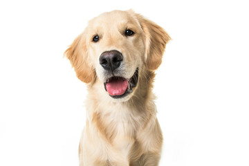 beautiful young Golden Retriever Portrait isolated on white