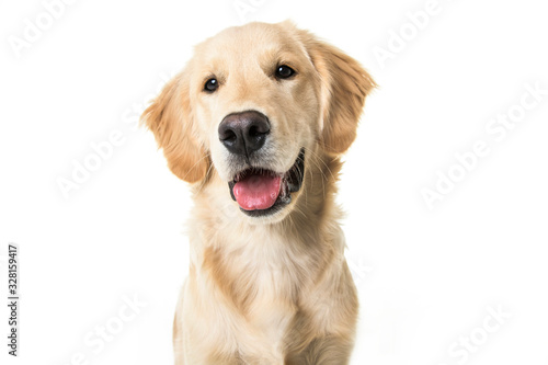 Принти на полотні beautiful young Golden Retriever Portrait isolated on white
