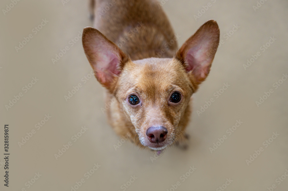 Big dog with small sales ears