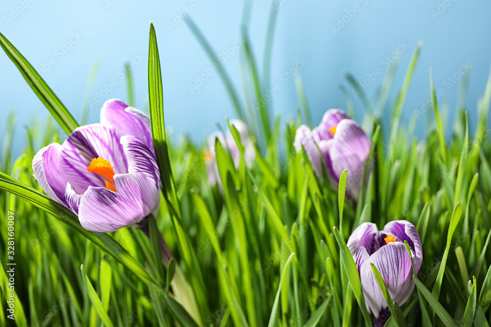 Fresh green grass and crocus flowers on light blue background, closeup. Spring season