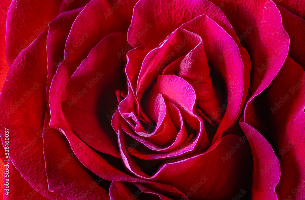 Naklejka premium Red rose close up fills the frame