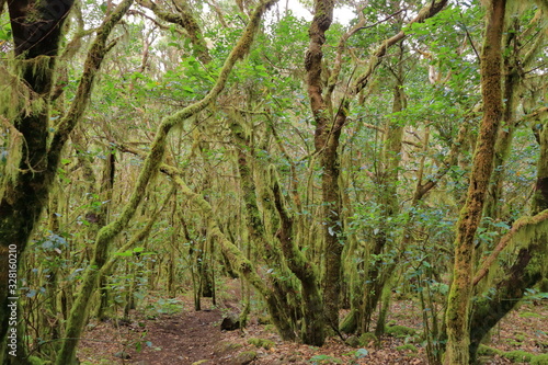 Evergreen rainforest in Garajonay national park