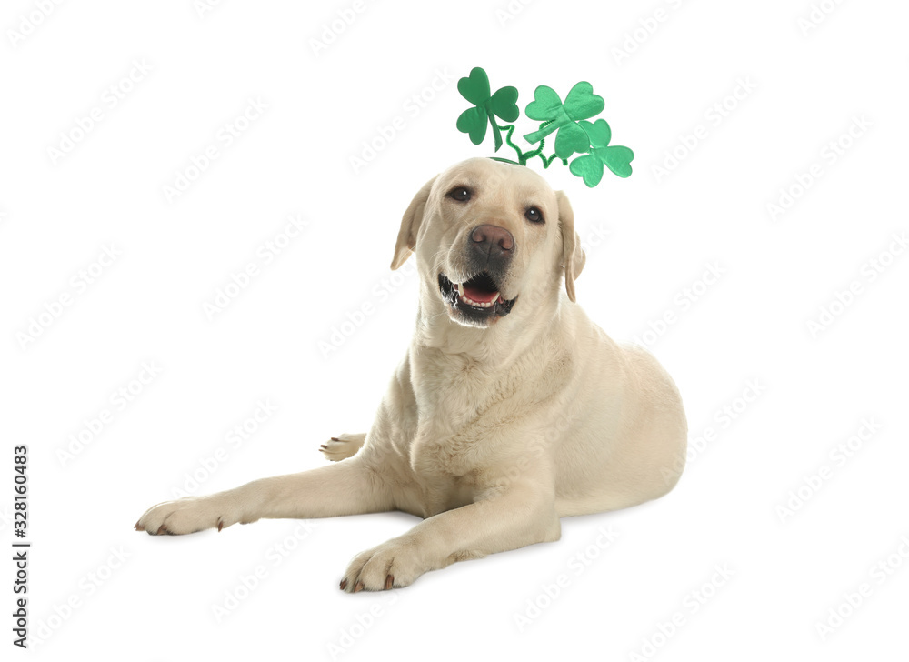 Labrador retriever with clover leaves headband on white background. St. Patrick's day