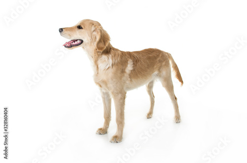 beautiful young Golden Retriever Portrait isolated on white