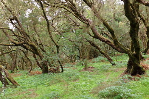 Evergreen rainforest in Garajonay national park photo