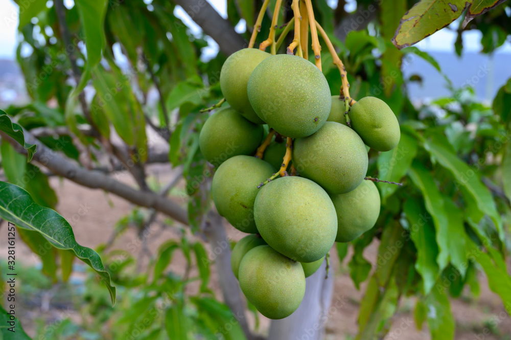 Eco farming on La Palma island, plantations with organic mango trees with green unripe mango fruits ready for harvest, Canary islands, Spain Eco farming on La Palma island, plantations with organic mango trees with green unripe mango fruits ready for harvest, Canary islands, Spain