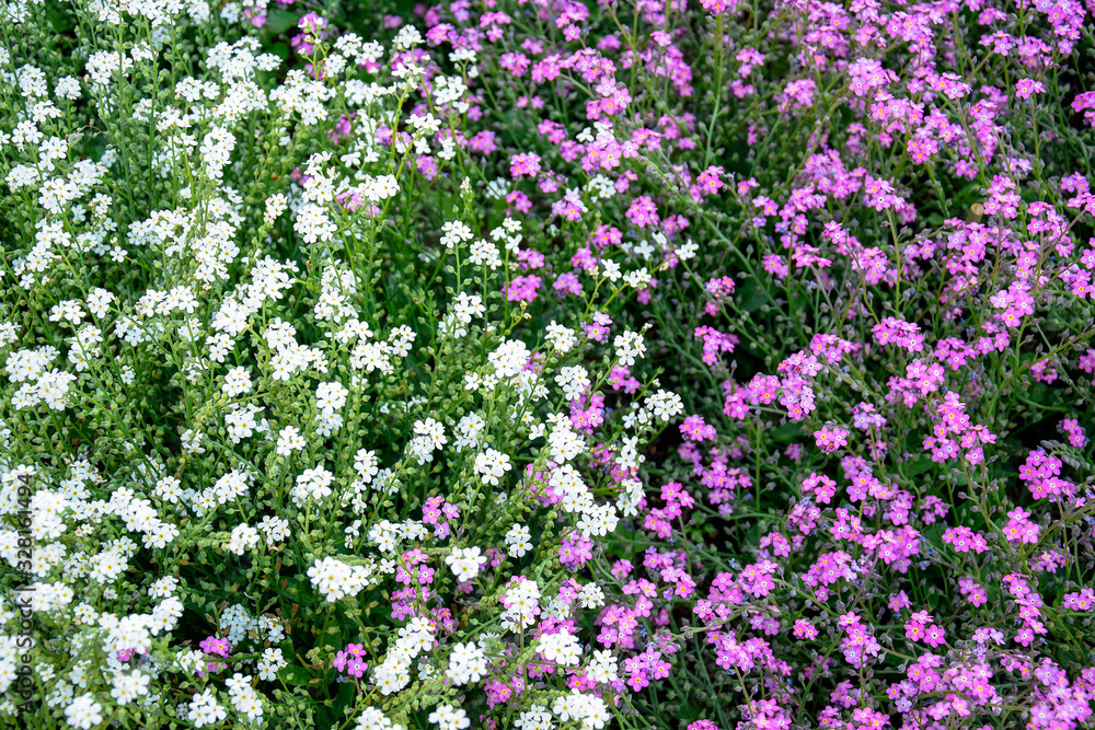 Abstract natural background of small white and lilac flowers in flower bed. Abstract natural background of small white and lilac flowers in flower bed.