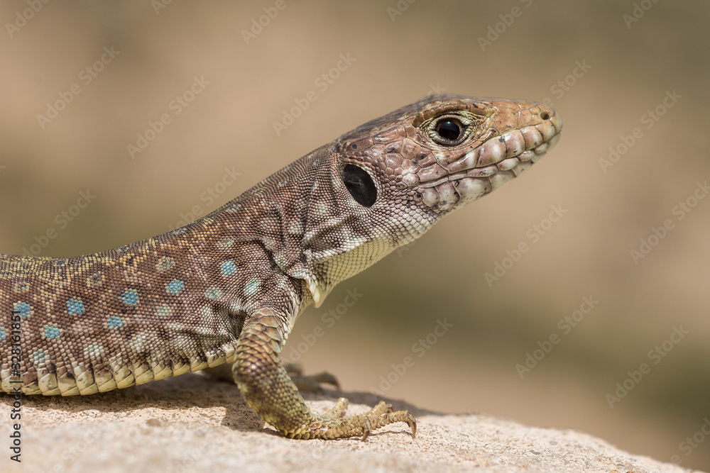 young sierra nevada lizard (Timon nevadensis) on a rock young sierra nevada lizard (Timon nevadensis) on a rock