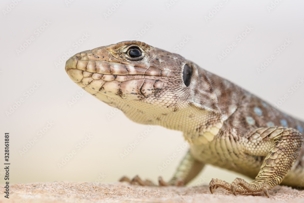 Fototapeta premium young sierra nevada lizard (Timon nevadensis) on a rock