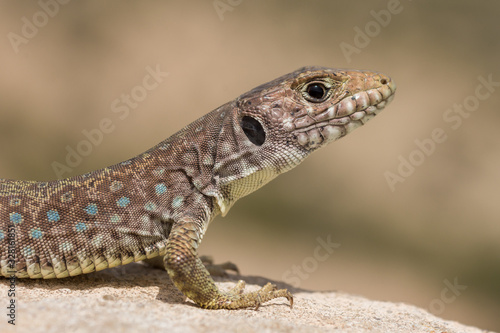 young sierra nevada lizard (Timon nevadensis) on a rock