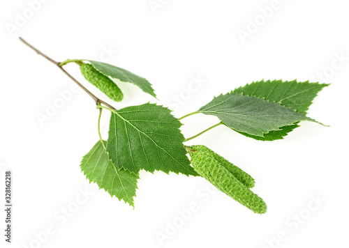 Young branch of birch with buds and leaves, isolated on a white background.