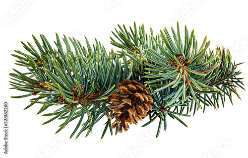 fir tree isolated on white background
