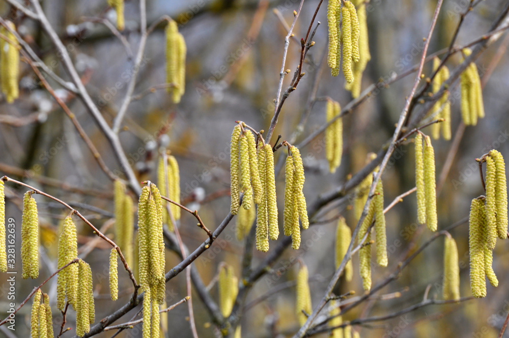 In the spring, hazel (Corylus avellana) blooms in the forest In the spring, hazel (Corylus avellana) blooms in the forest