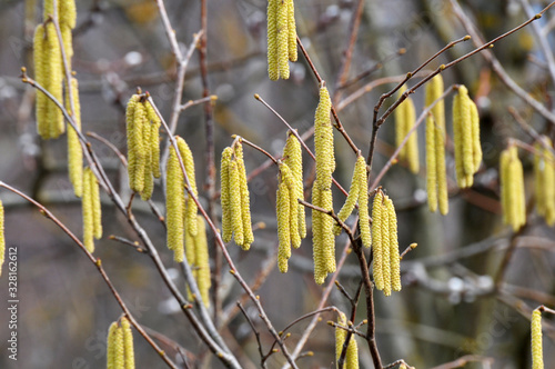 In the spring, hazel (Corylus avellana) blooms in the forest