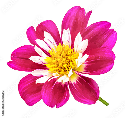 dahlia isolated on white background watercolor illustration