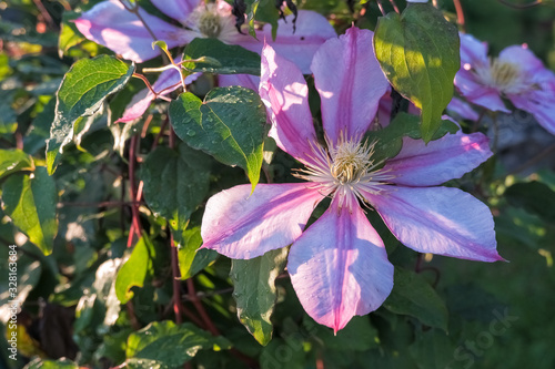 Flowers of perennial clematis vines in the garden. Beautiful clematis flowers in park. delicate light pink clematis flower in a sunny day.Big bush of clematis growing in garden. Beautiful white pink
