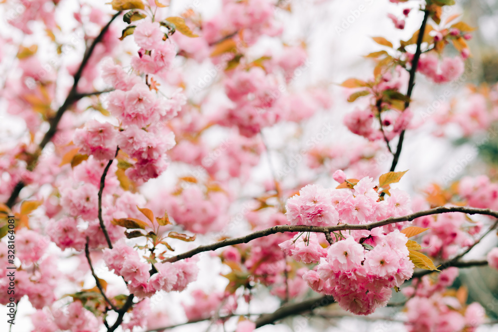 beautiful pink cherry blossoms on tree branches during flowering in the Botanical garden