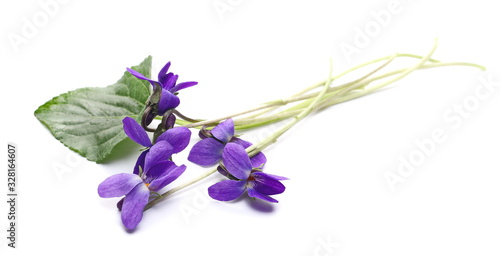 Violets flowers, viola odorata  isolated on white background
